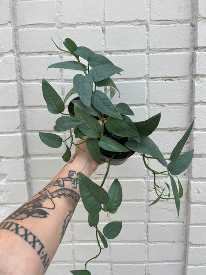 Epipremnum pinnatum 'Cebu Blue' 4-6"