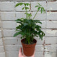 Schefflera Arboricola (Umbrella Plant) 3" & 4"