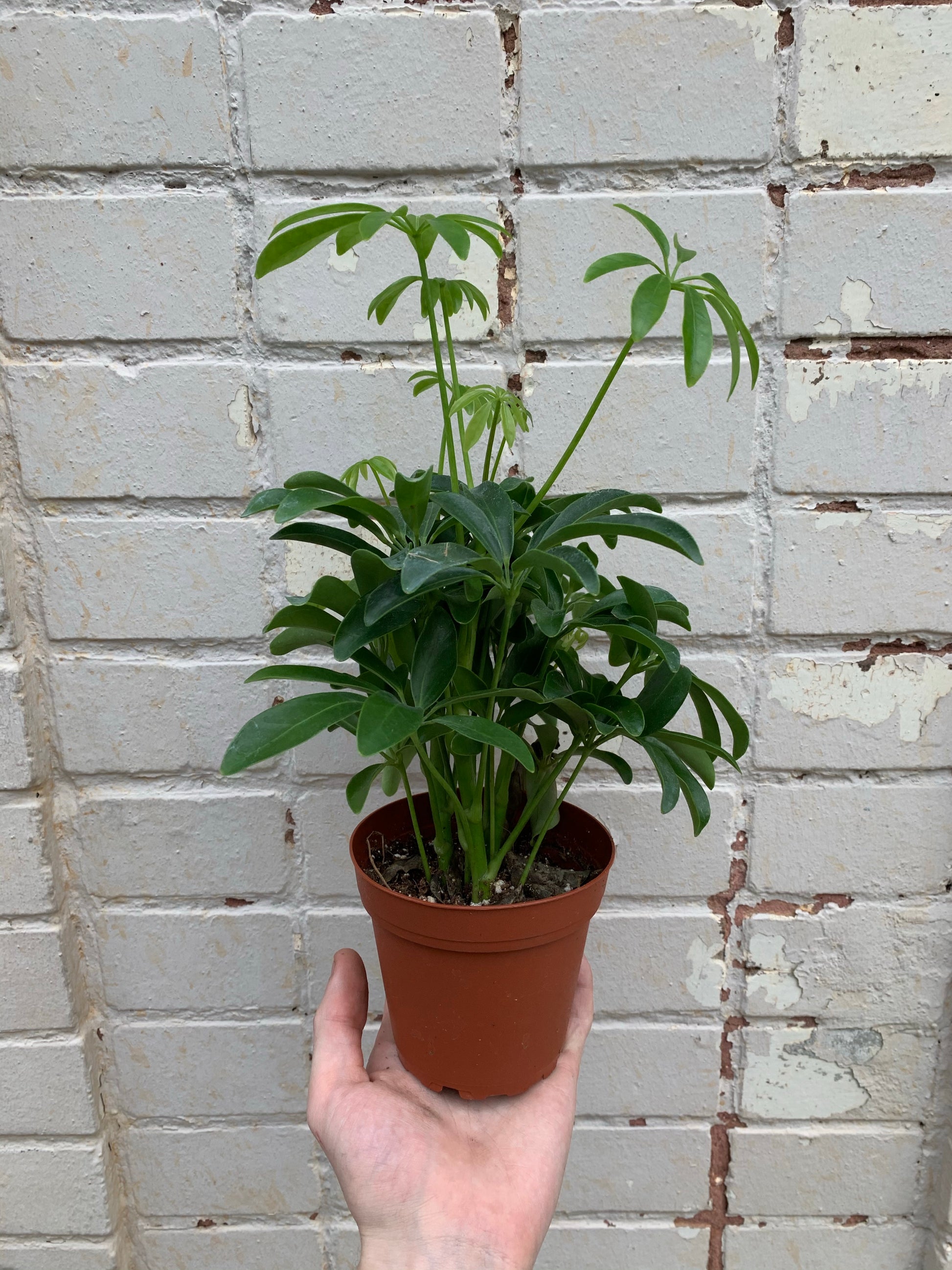 schefflera arboricola umbrella plant Schefflera Arboricola (Umbrella Plant) 3" & 4"