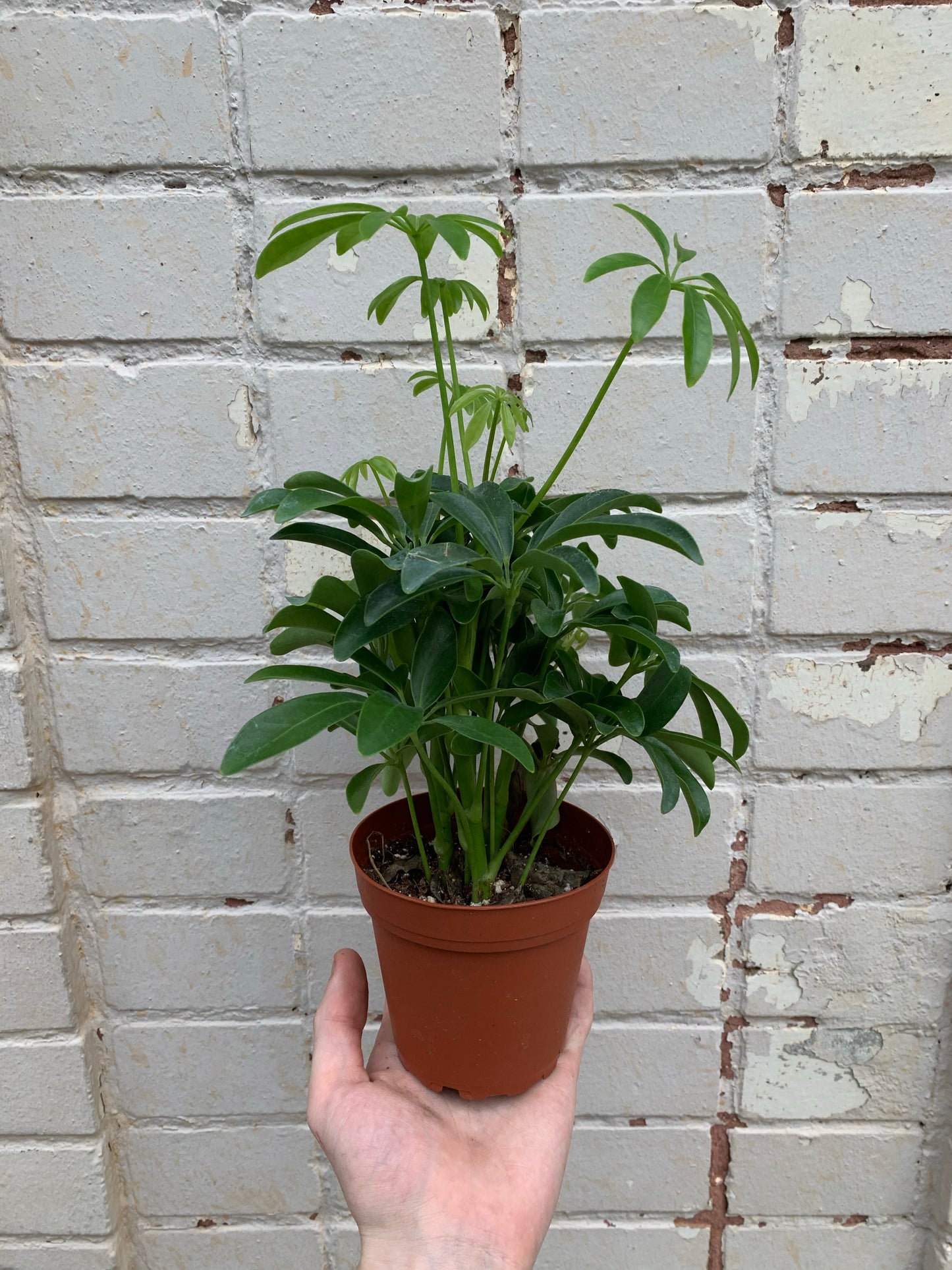 Schefflera Arboricola (Umbrella Plant) 3" & 4"