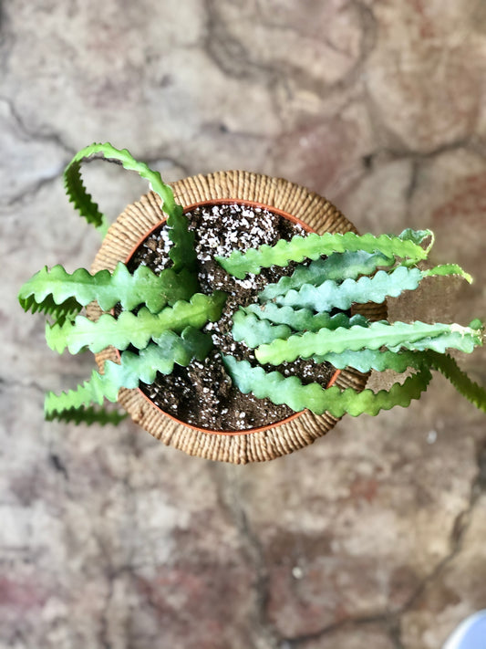 Ric Rac Cactus 6"