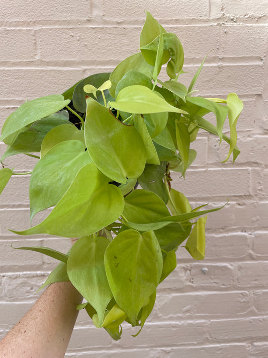 Philodendron Cordatum Lemon Lime 4-6”