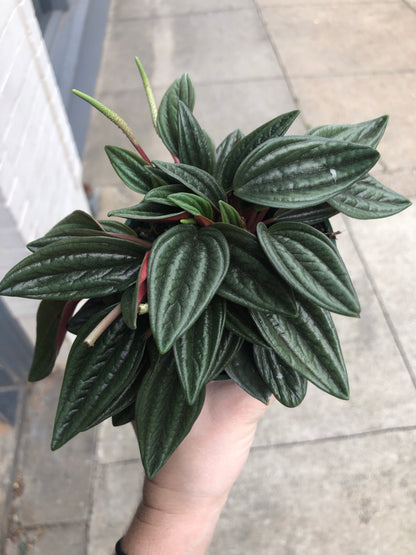 Peperomia Rosso 4"