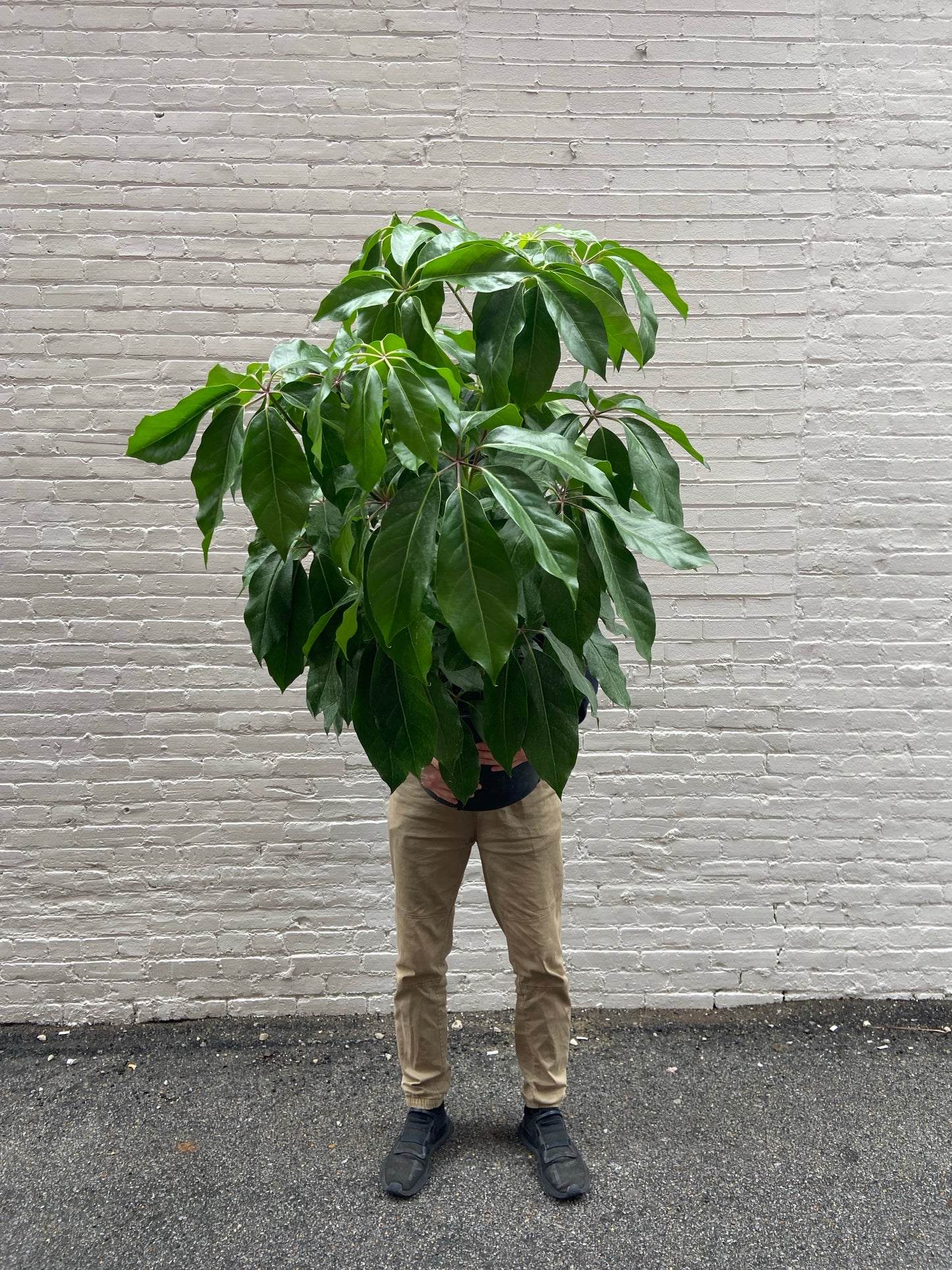 Schefflera Amate 10-14"