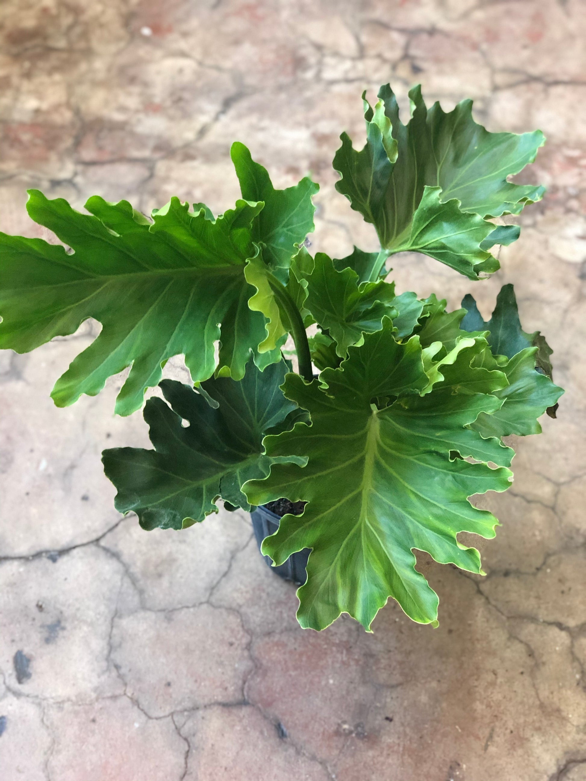 philodendron selloum lickety split Thaumatophyllum bipinnatifidum (Philodendron 'Selloum'/Lickety Split) – Botanica