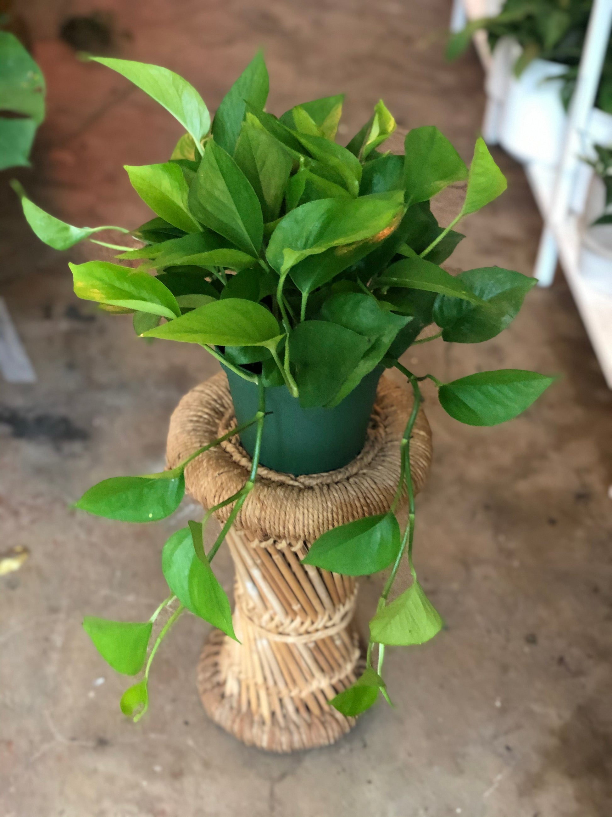 buy jade pothos Jade Pothos 4" & 6" – Botanica