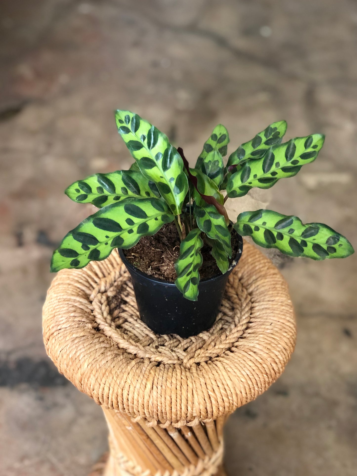 Calathea lancifolia (Rattlesnake) 4-6"