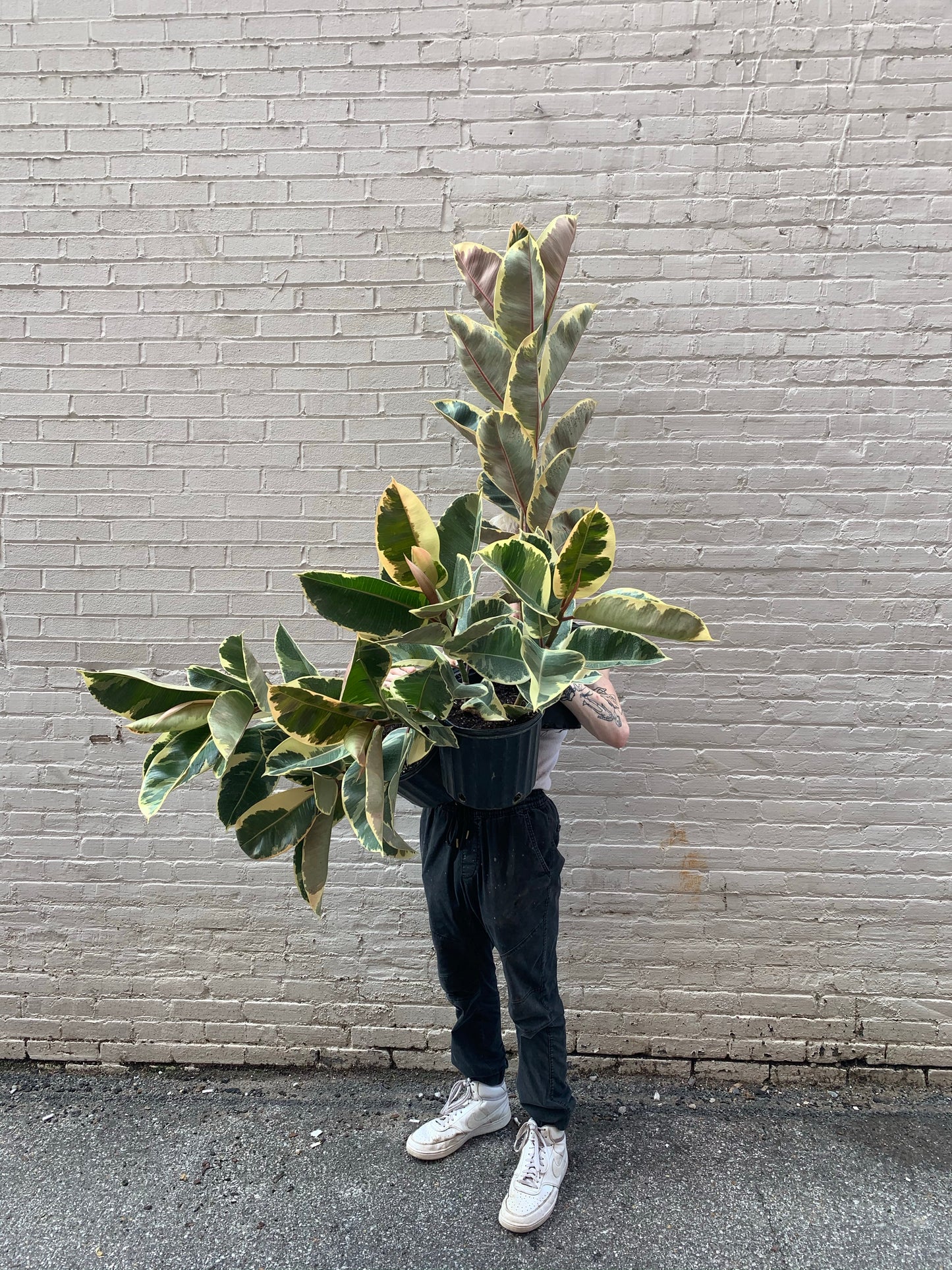 Ficus Elastica 'Tineke' 8"-10"
