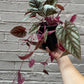Cissus Discolor Rex