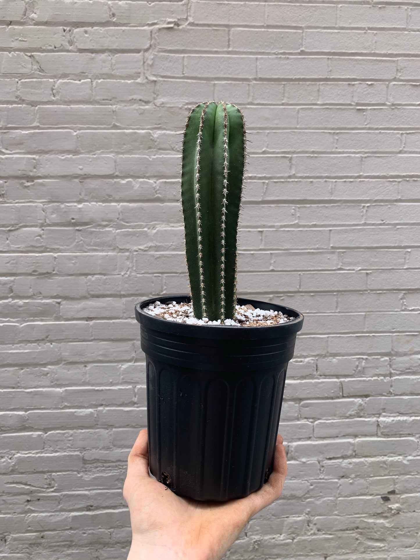 Pachycereus marginatus (Mexican fencepost cactus) 4" & 6"