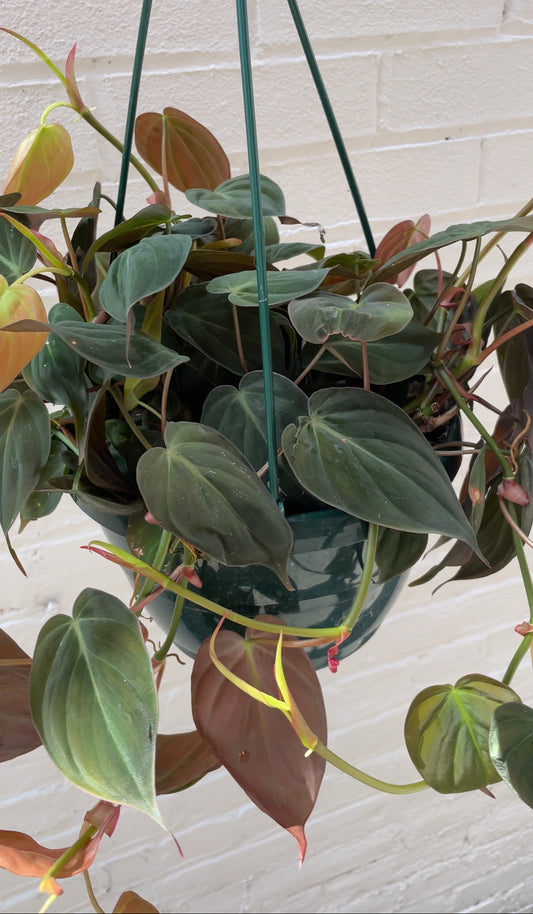Philodendron micans hanging basket 8"