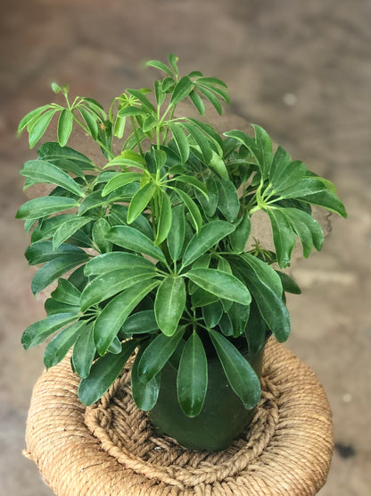 Schefflera Arboricola (Umbrella Plant) 3" & 4"