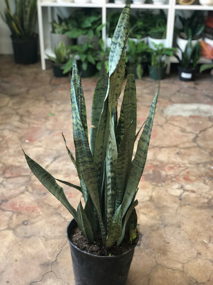Sansevieria trifasciata 'Zeylanica' 10-14"