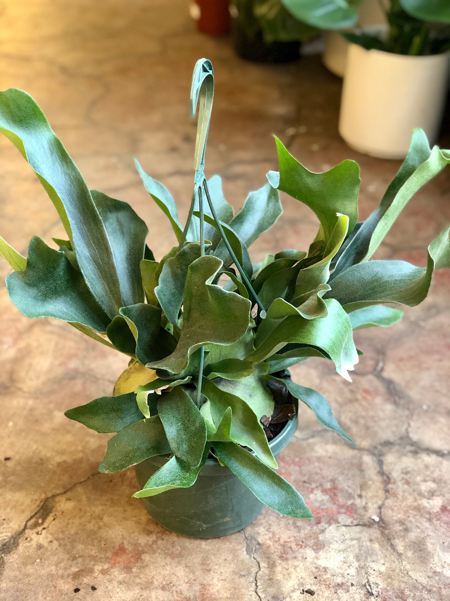 planting a staghorn fern in a hanging basket Staghorn Fern Hanging Basket – Botanica