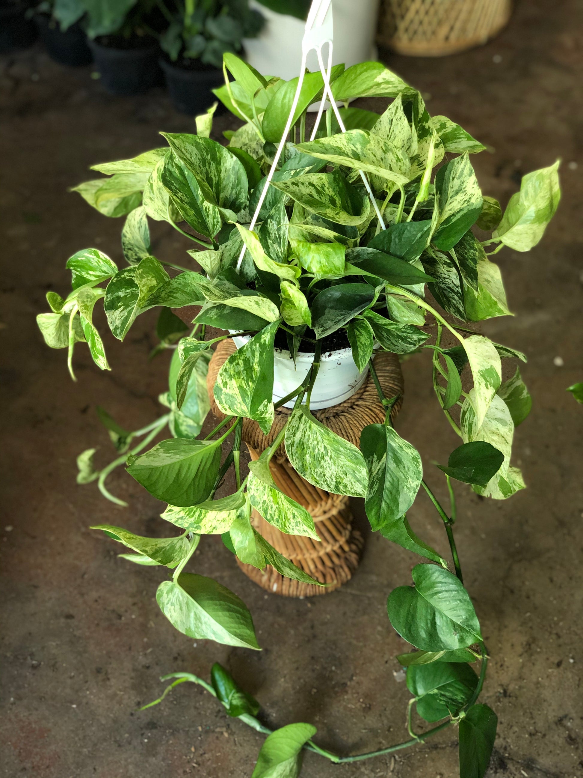 potho hb plant Pothos HB 8" – Botanica