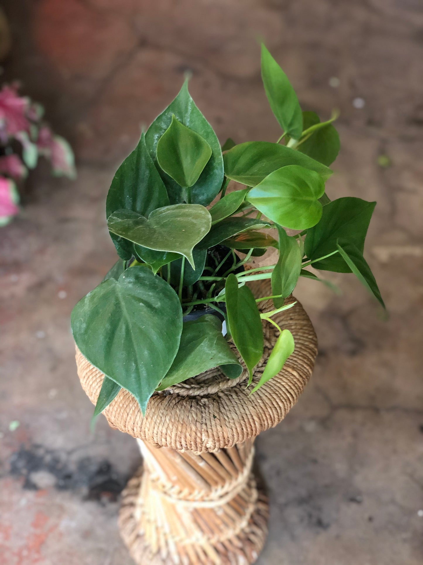 Philodendron cordatum 3-6” (Heart Leaf Philodendron)
