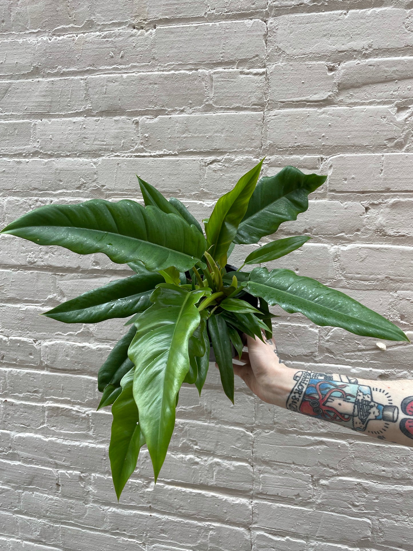 Philodendron 'Jungle Boogie' 4-6"