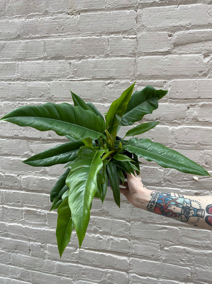 Philodendron 'Jungle Boogie' 4-6"
