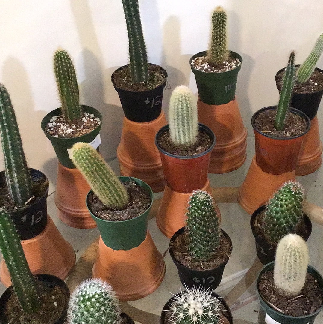 Assorted Cacti