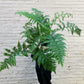 Australian Tree Fern 6-10"