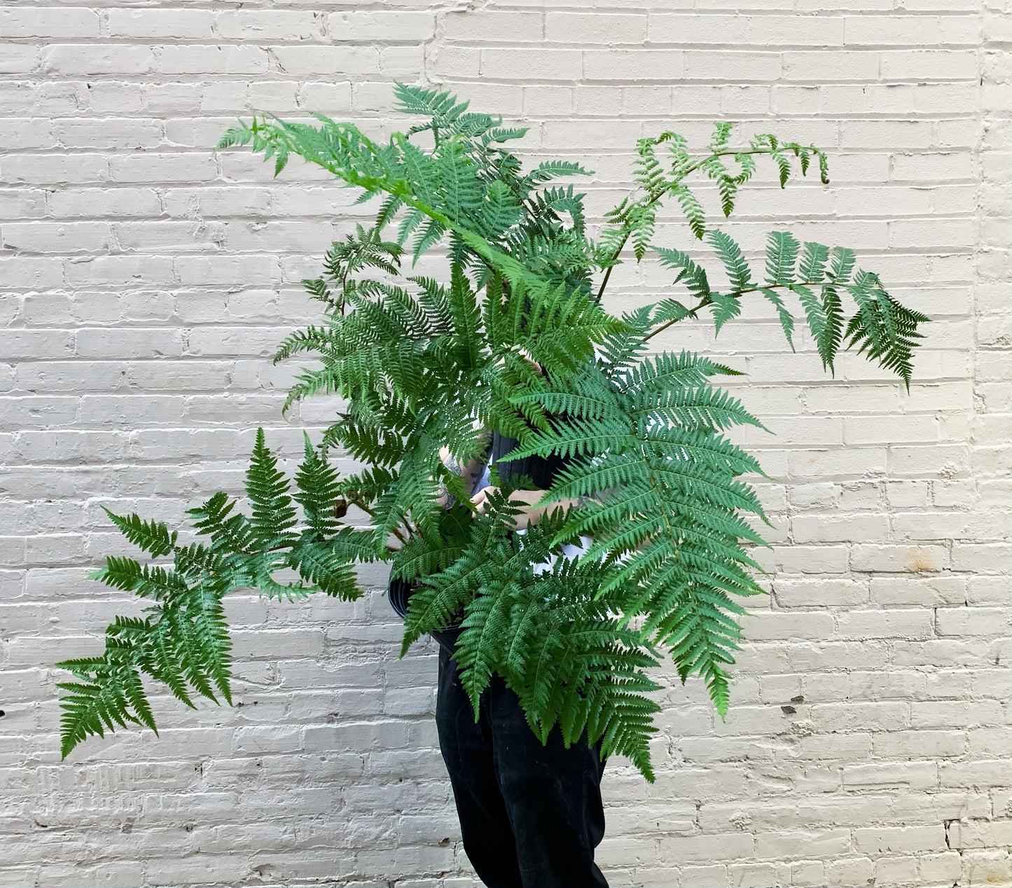 Australian Tree Fern 6-10"