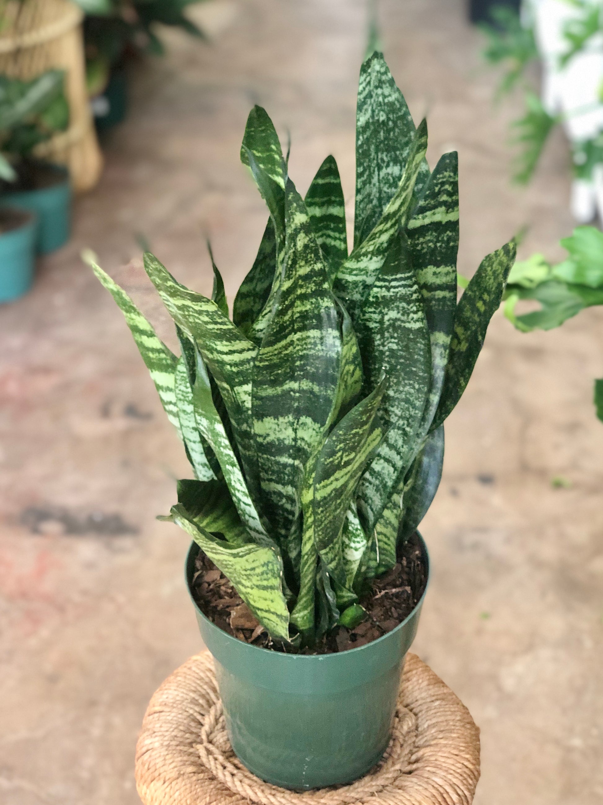 dracaena robusta Sansevieria Robusta 6"