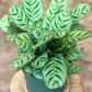 Calathea Burle Marx 4" & 6"