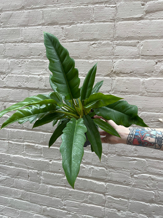 Philodendron 'Jungle Boogie' 4-6"
