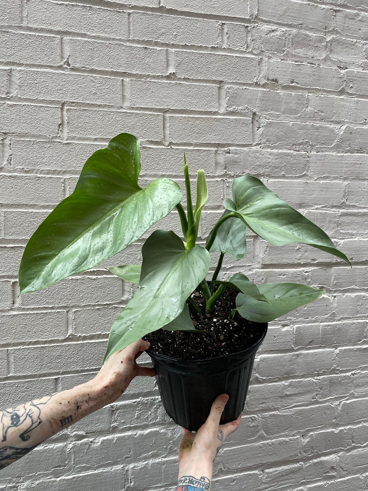 Philodendron hastatum (Silver Sword)