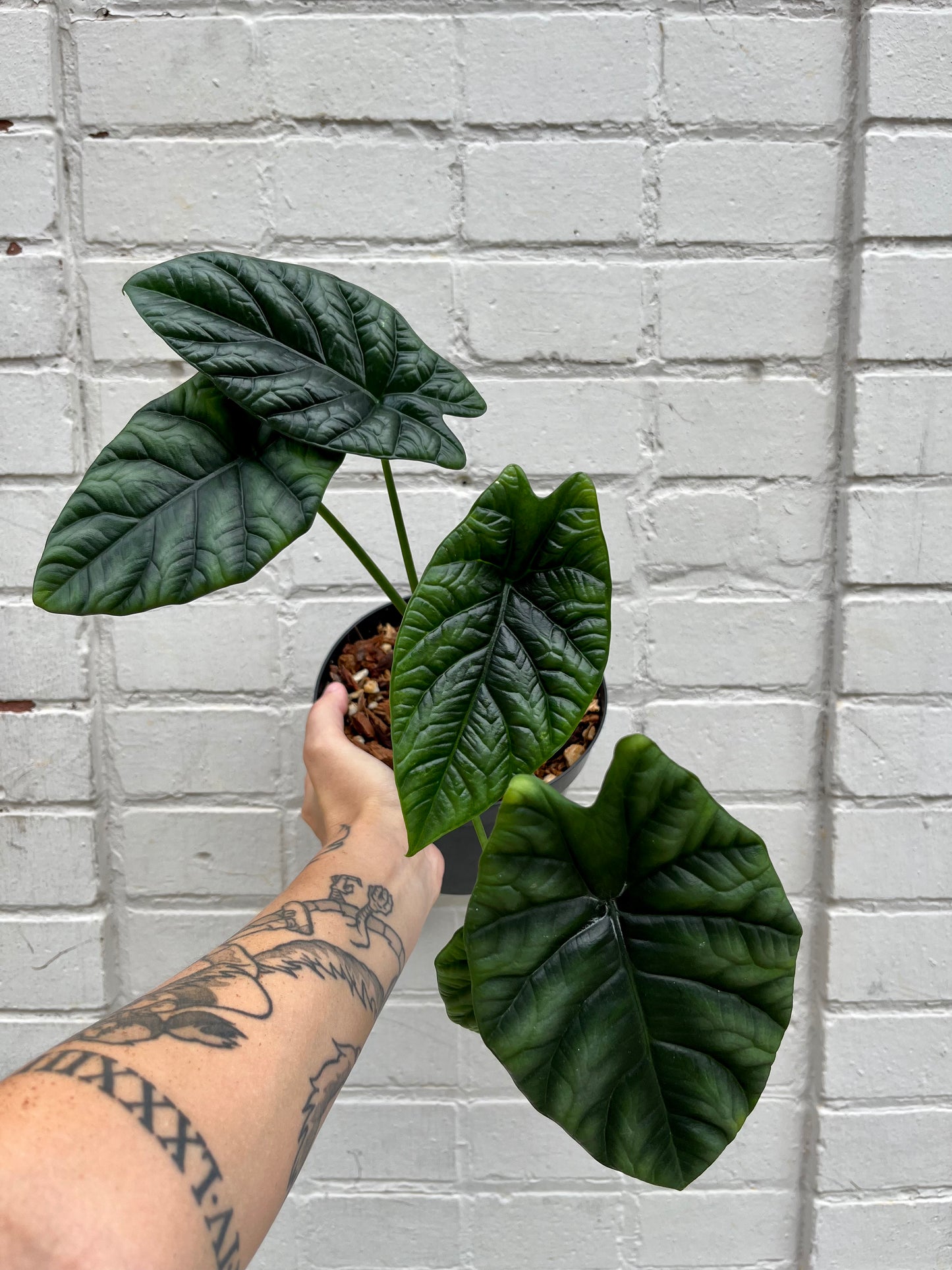 Alocasia sinuata 4-6"