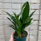 Aglaonema 'Maria' 6-8"