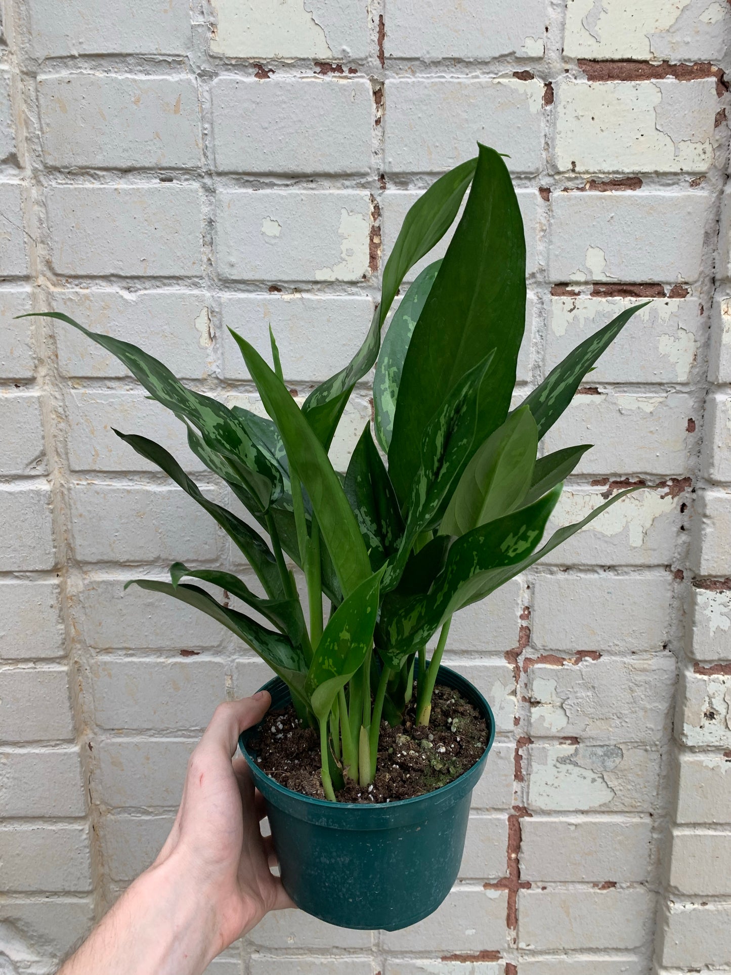 Aglaonema 'Maria' 6-8"