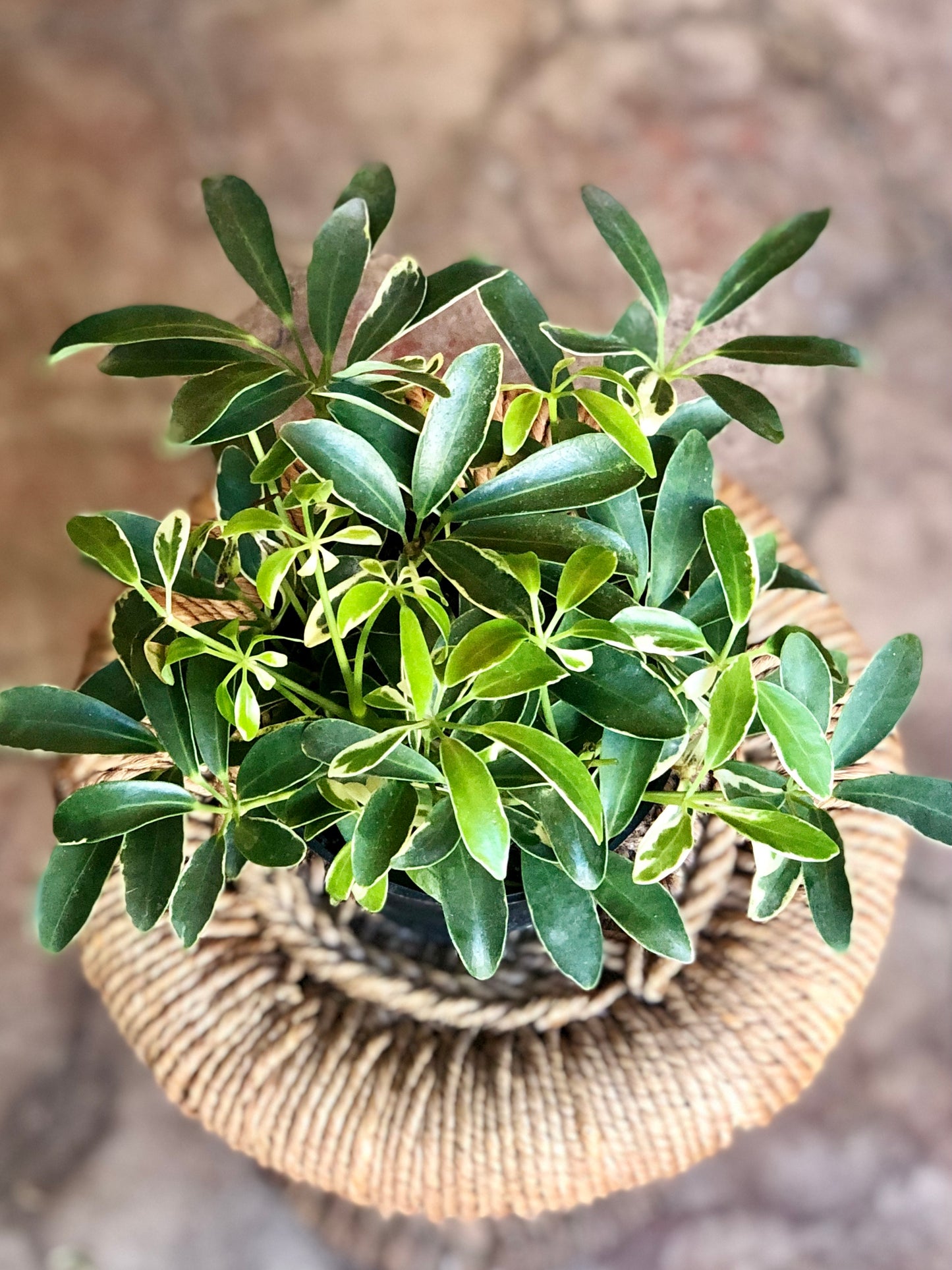 Schefflera Arboricola (Umbrella Plant) 3" & 4"