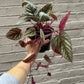 Cissus Discolor Rex