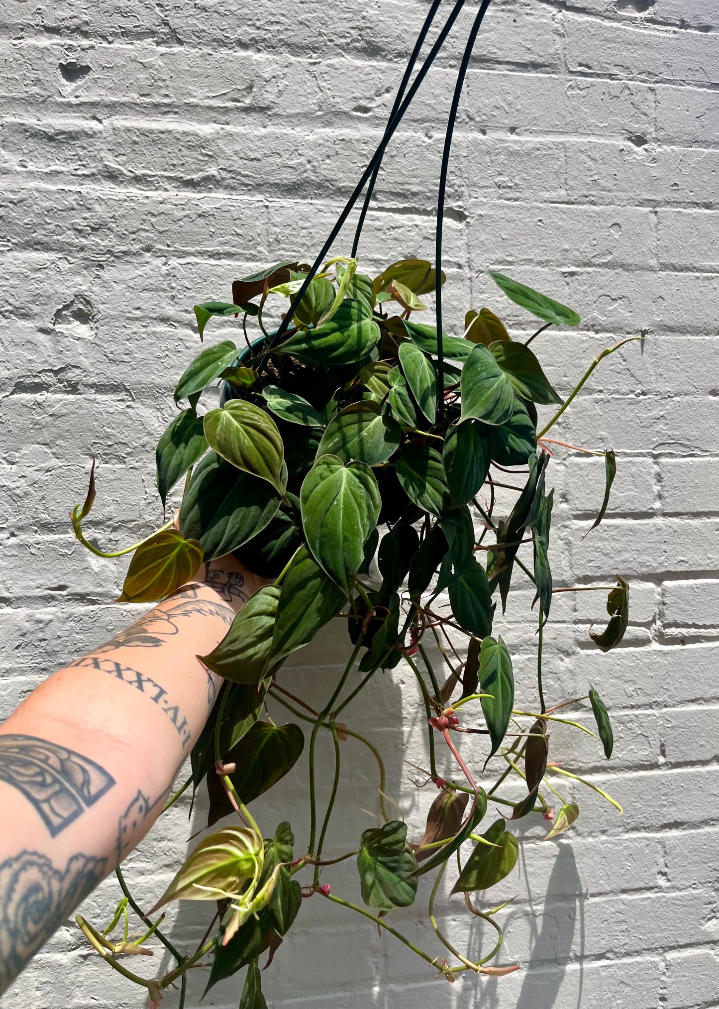 Philodendron 'Micans' 2-6”
