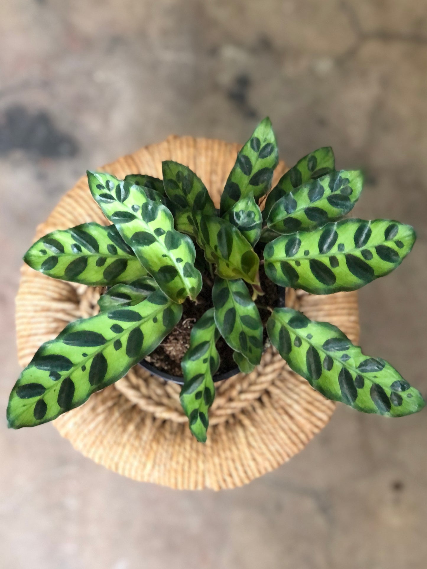 Calathea lancifolia (Rattlesnake) 4-6"