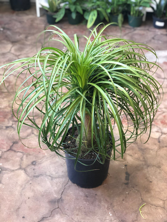 Ponytail Palm 10"-14"