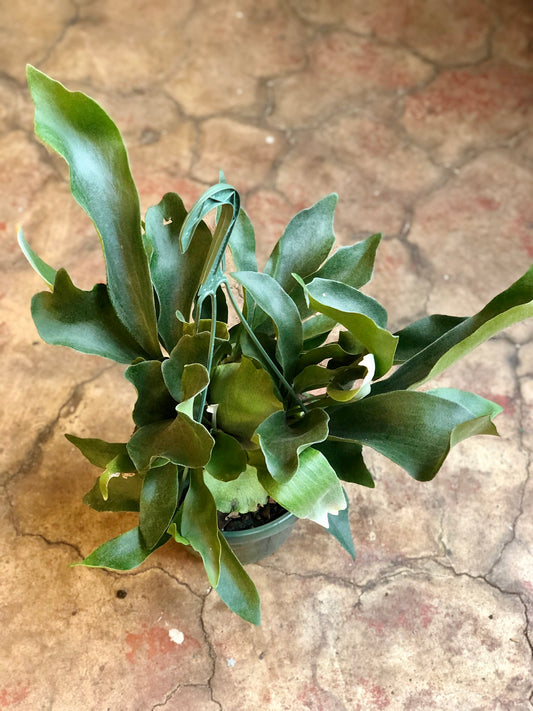 Staghorn Fern Hanging Basket