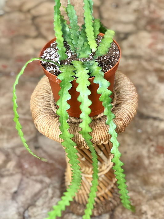 Ric Rac Cactus 6"