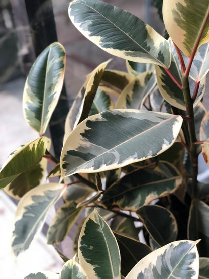 Ficus Elastica 'Tineke' 8"-10"