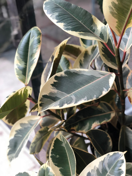 Ficus Elastica 'Tineke' 8"-10"