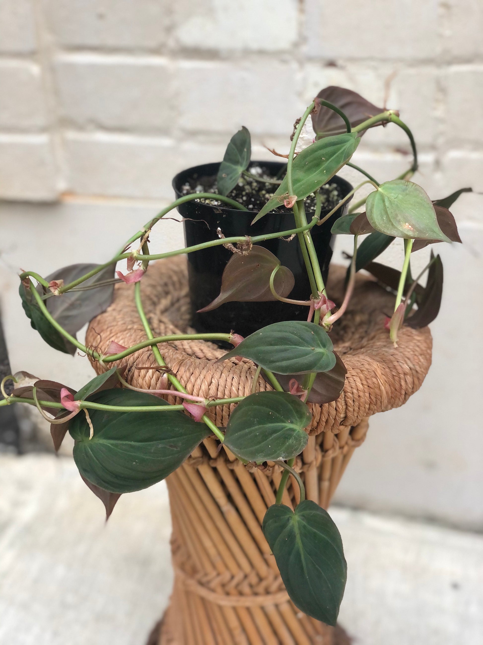philodendron micans velvet leaf Philodendron 'Micans' 2-6” – Botanica