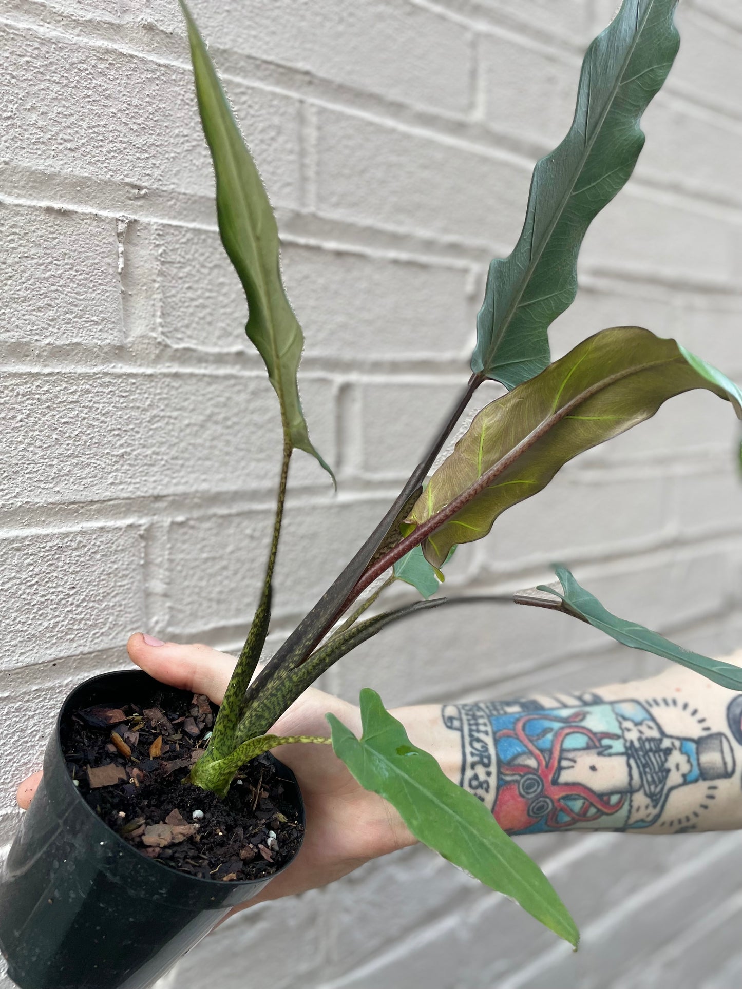 Alocasia lauterbachiana 4-6"