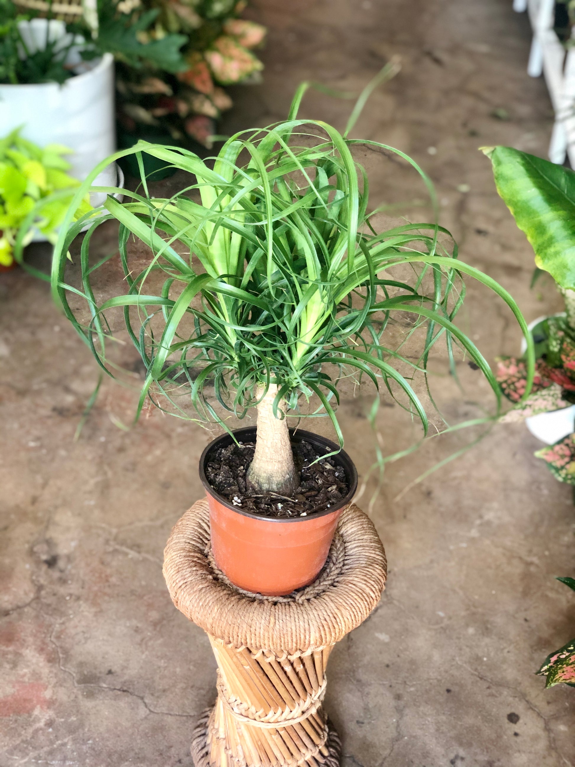 6 ponytail palm Ponytail Palm 4-6" – Botanica