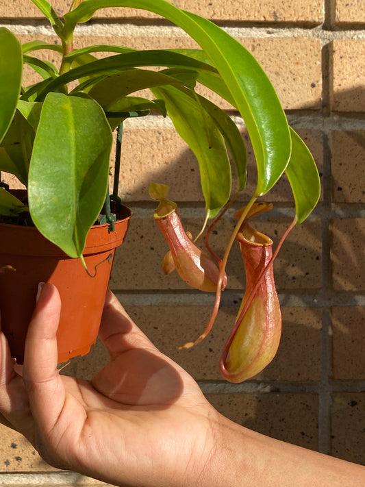 4" Nepenthes Pitcher Plant HB