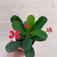 Euphorbia milii (Crown of Thorns) 6"