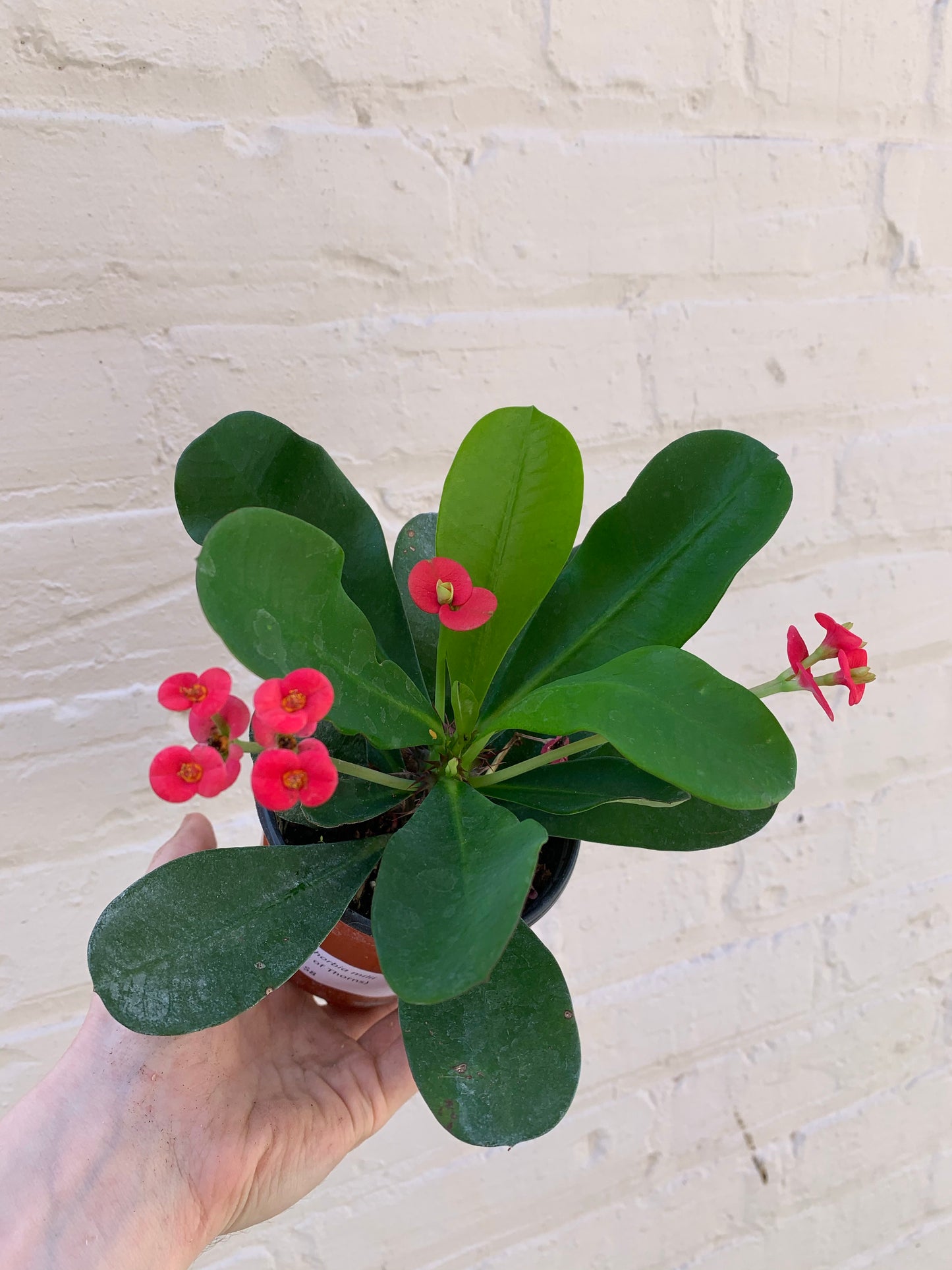 Euphorbia milii (Crown of Thorns) 6"