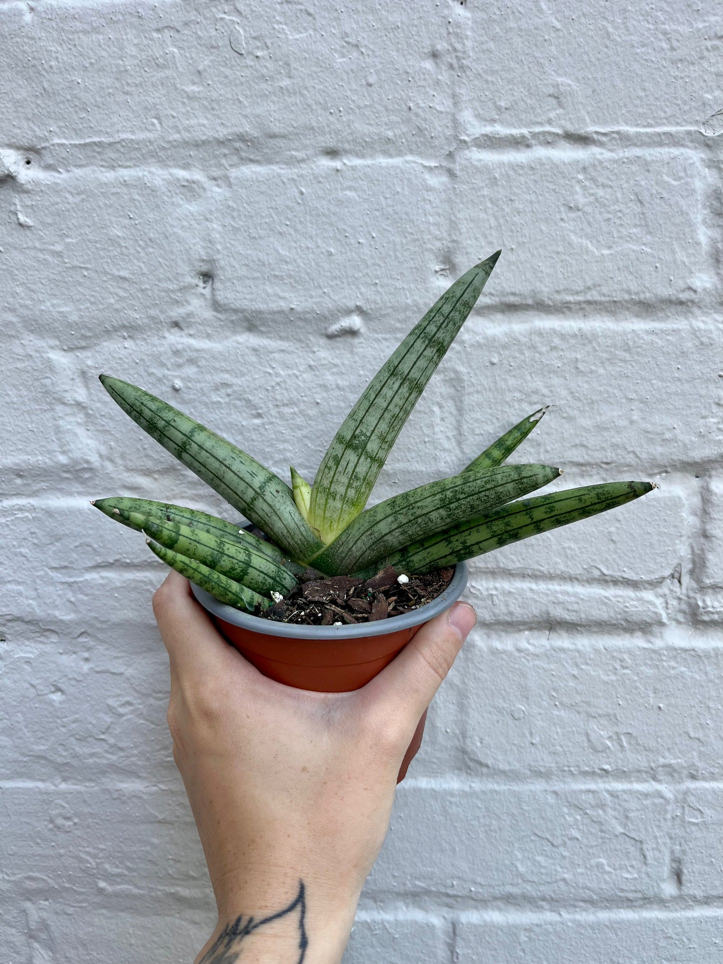 Sansevieria angolensis 'Starfish' 4.5”