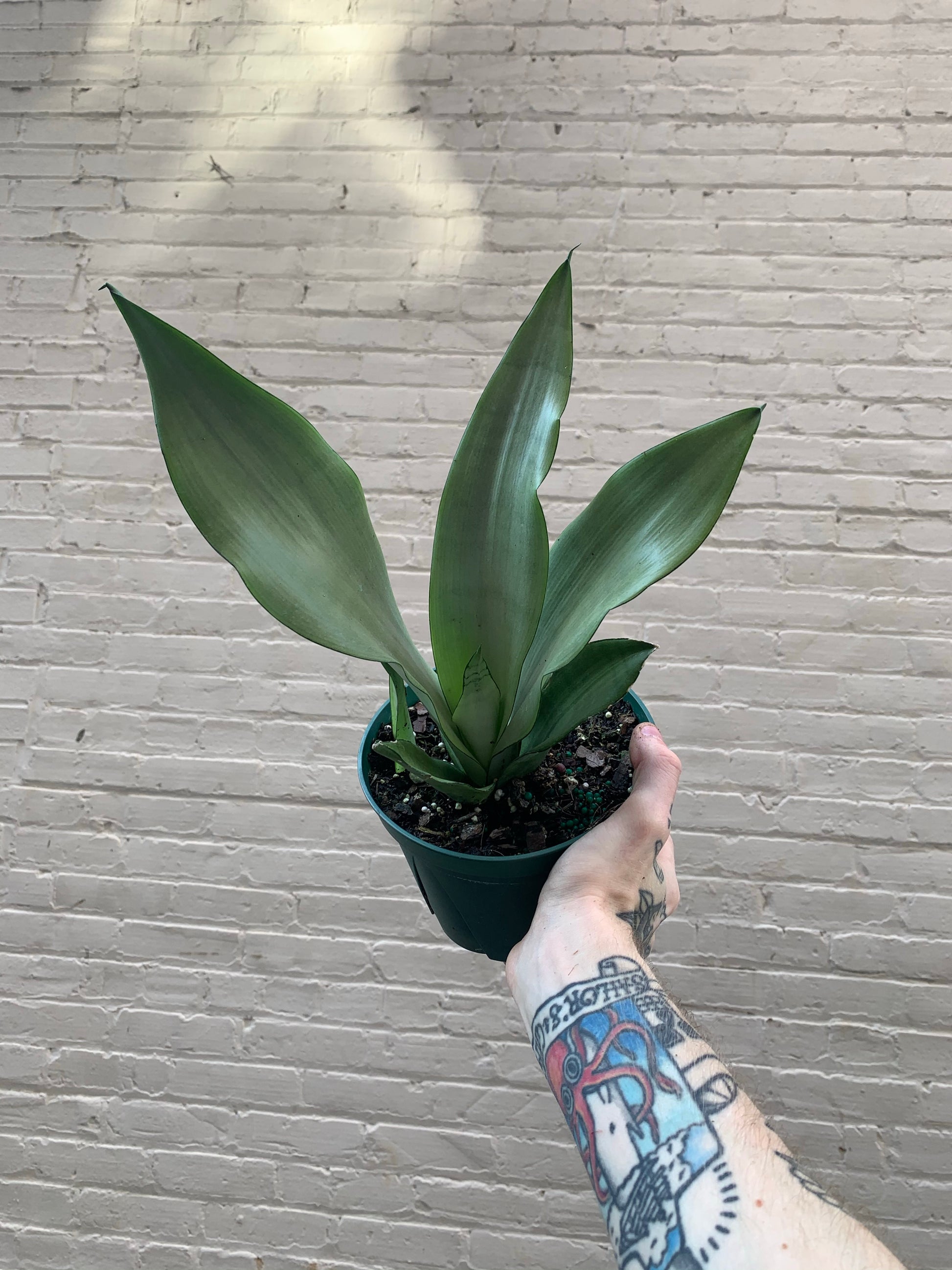 sansevieria tattoo Sansevieria trifasciata 'Moonshine' 4-6" – Botanica