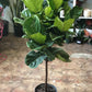 Ficus Lyrata ST 10"-17"